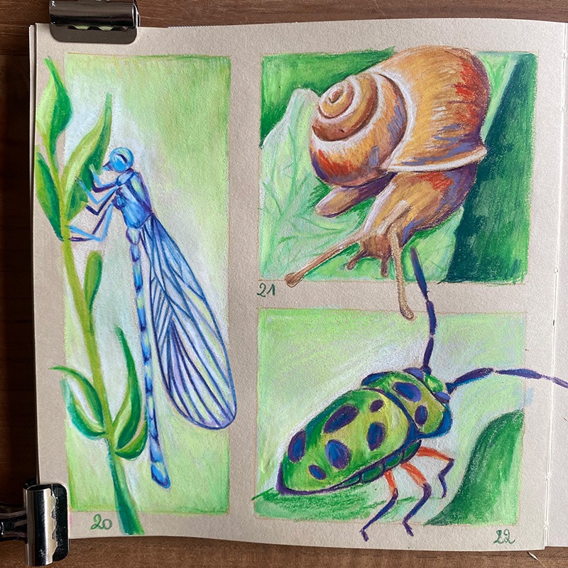 Illustration dans un carnet beige représentant une libellule, un escargot et un scarabée à pois, alignés côte à côte. Les couleurs vives des insectes se détachent sur un fond vert clair.