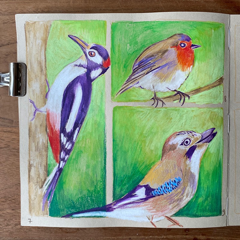 Illustration dans un carnet beige représentant un pic épeiche, un rouge-gorge et un geai. Les oiseaux, dessinés côte à côte, se détachent sur un fond vert.