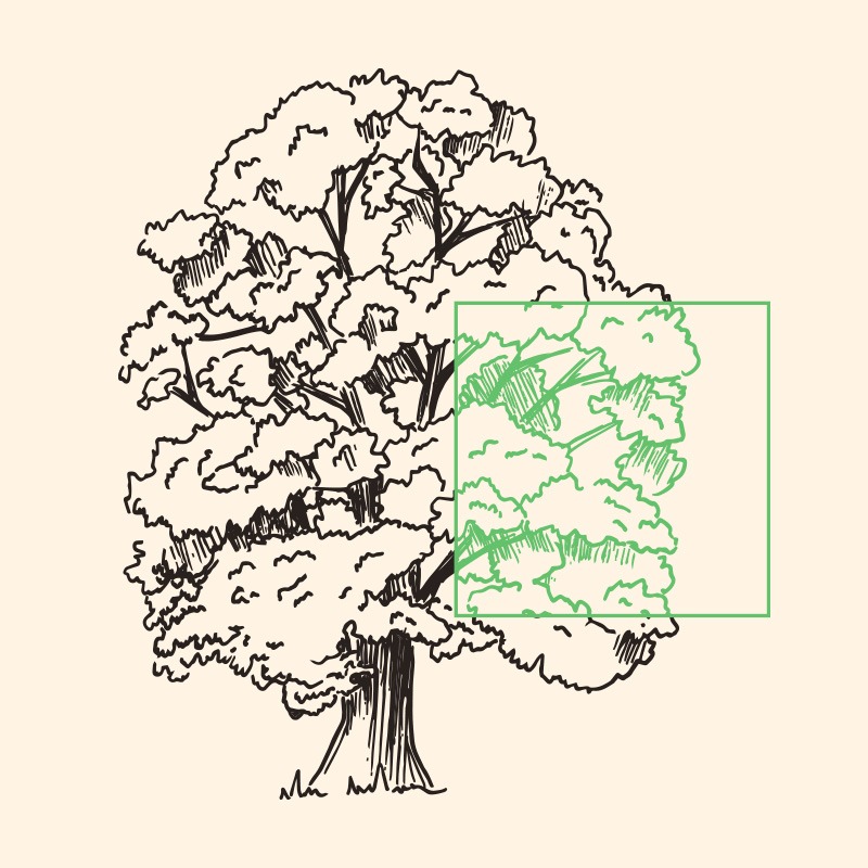 Illustration vectorielle d’un chêne, réalisée pour Birdlife dans le cadre d’un projet nature porté par une ONG.