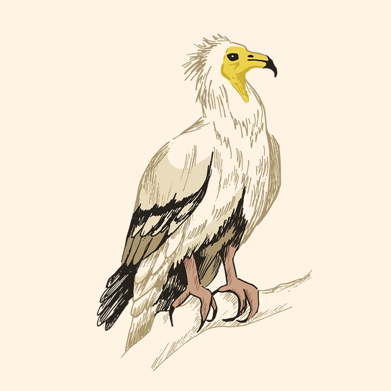 Illustration d’un Gypaète barbu, espèce protégée représentée dans un projet Birdlife dédié à la nature.