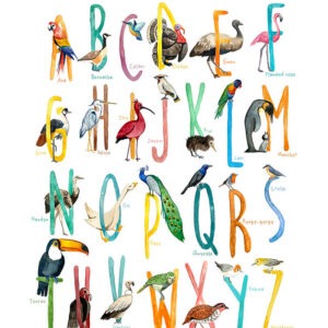 abécédaire coloré et illustré à l'aquarelle sur les oiseaux du monde