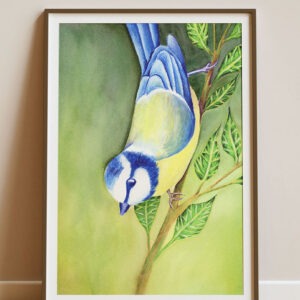 Illustration d'un mésange bleue à l'aquarelle, imprimée et encadrée dans un cadre bois.