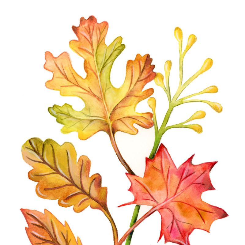 illustration feuilles d'automne à l'aquarelle